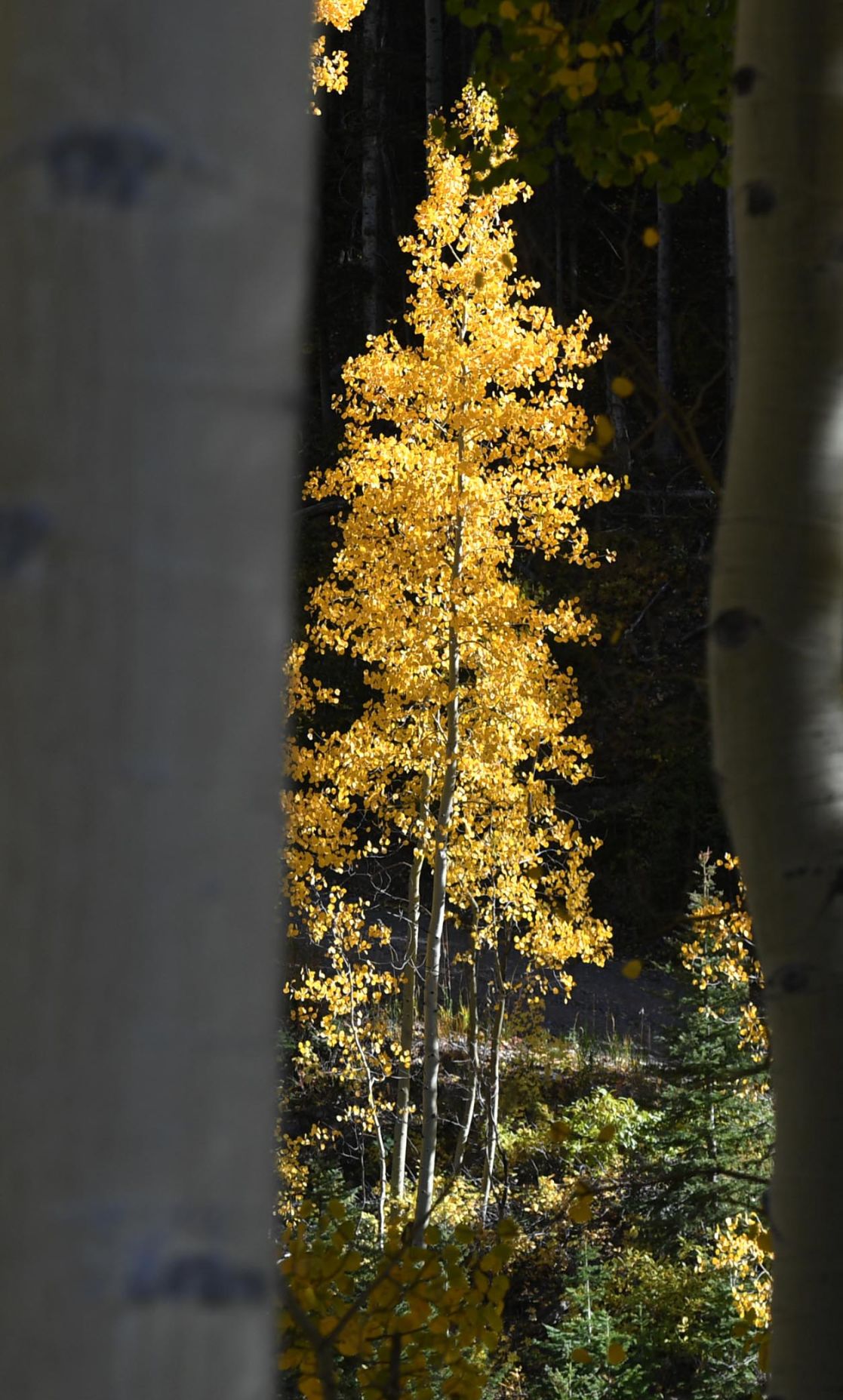 100619-news-aspens 64.JPG